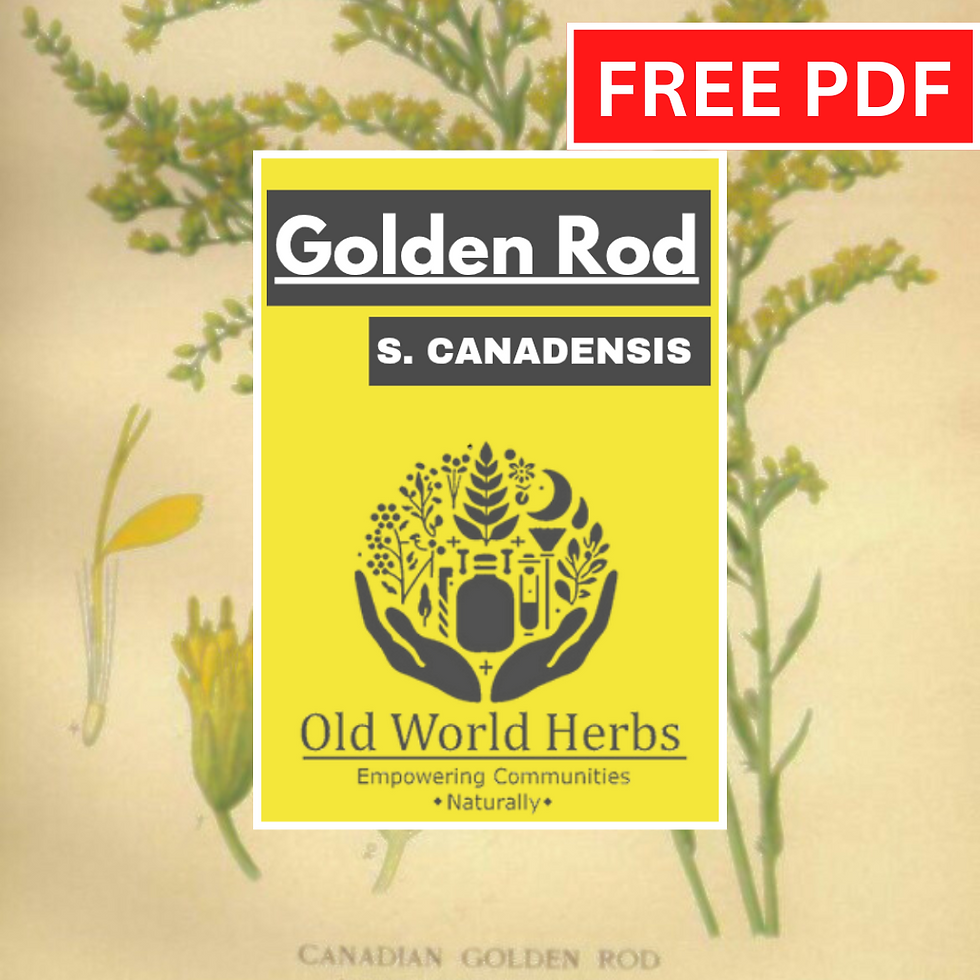 Digital Zine: Goldenrod ID & Traditional Uses