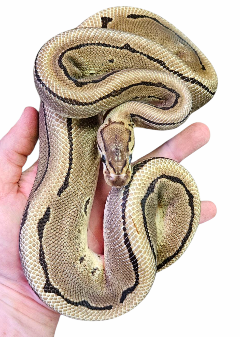 pinstripe ball python