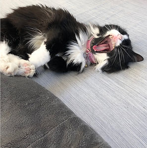 Fi yawning (square).jpg