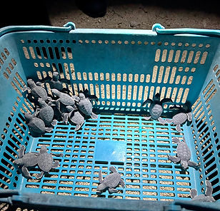 Loslaten schildpadjes Selingan Eiland