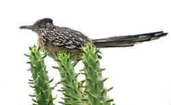 "Roadrunner" - Ann Baldwin