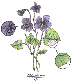 viola odorata.png