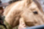 Man brushing horse