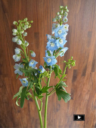 大飛燕草 Delphinium  