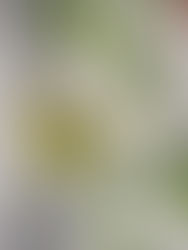 倒地鈴 Balloon Vine 