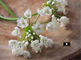 那不勒斯蔥 Allium Neapolitanum