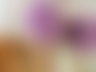 大花蔥 Allium giganteum