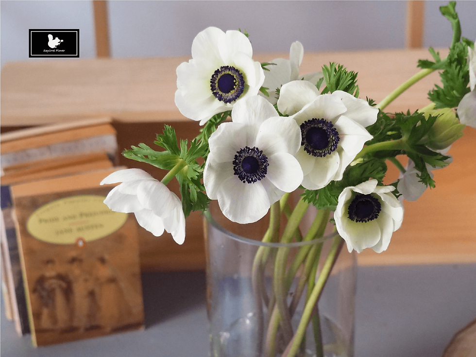 白頭翁 Anemone coronaria