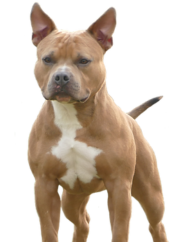 tito no background copy.png