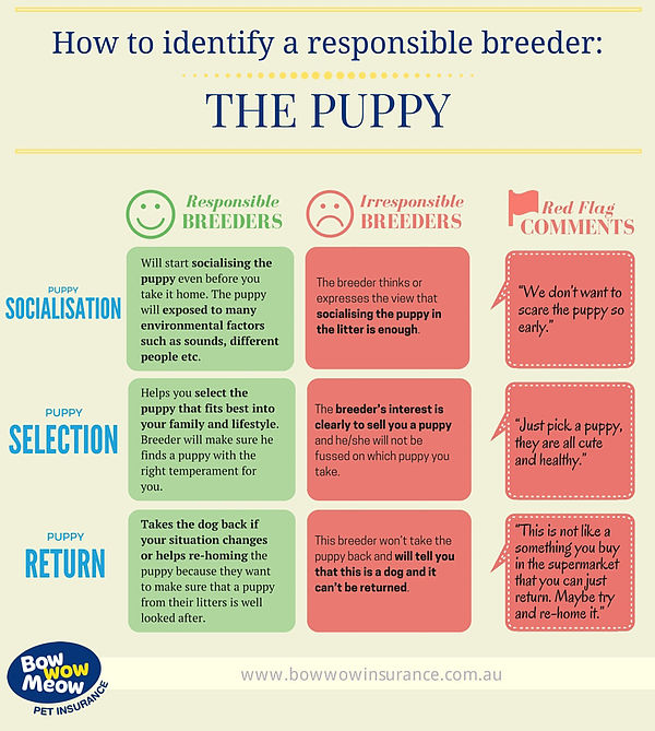 breeder-puppy2.jpg