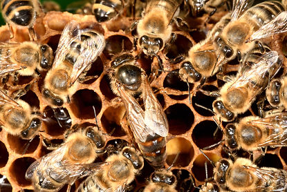 Bienenkönigin.jpg