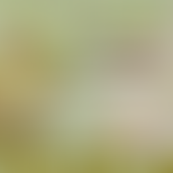 CELEBRATO, DEFENDENTES MULHERES e OUTROS GUARDIÕES DO PARQUE