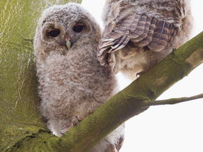 Uilenkast bosuilen op de Sint Antoniusbegraafplaats