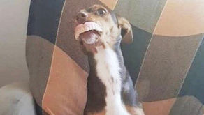 ¡Perro se roba los dientes de abuelita para ponérselos! 