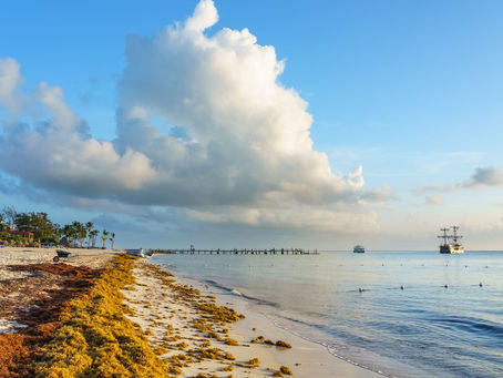 USAN DESECHOS DE SARGAZO, CEBOLLA Y GALLINA PARA GENERAR ENERGÍA LIMPIA