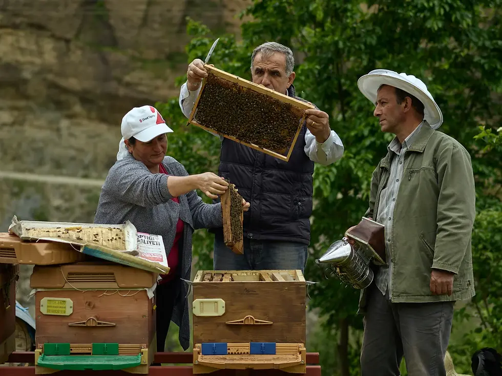 What is Deli Bal? Is it Psychedelic Honey?