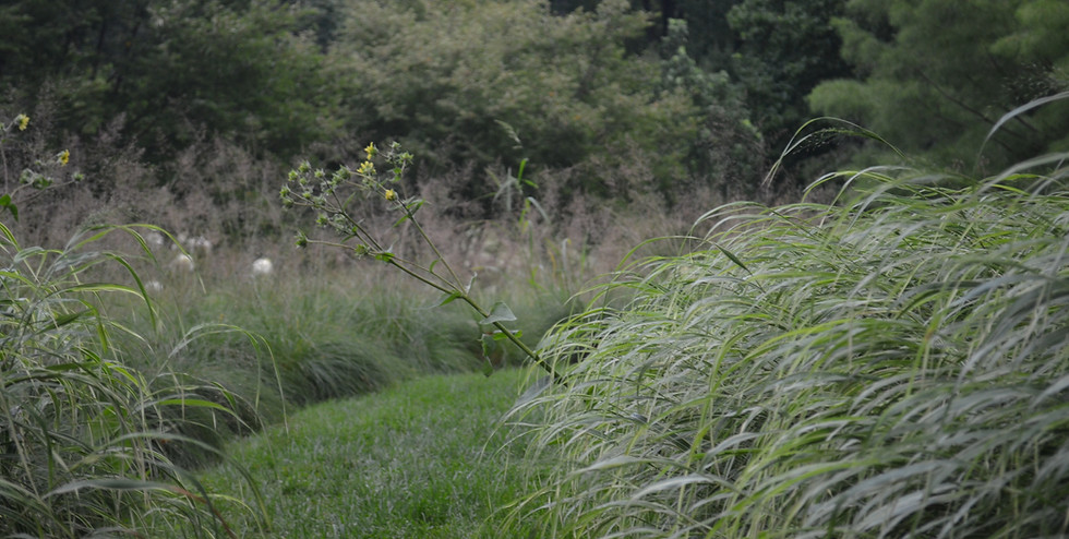 natural landscape in richmond virginia with text overlay listing the current job openings at meddo