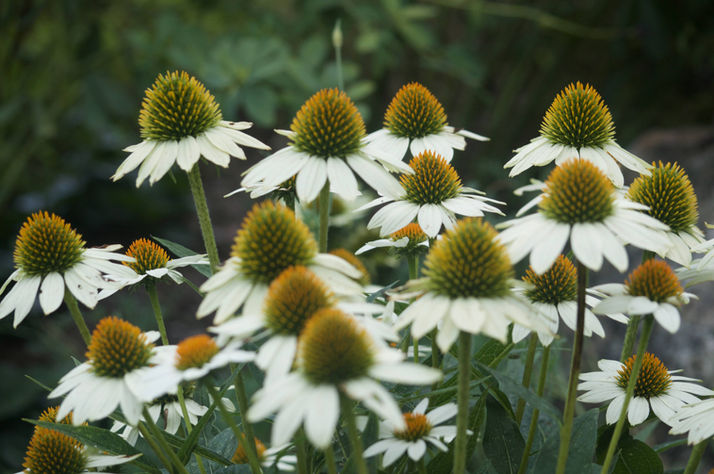 perennial garden for tuckahoe design client in richmond, virginia