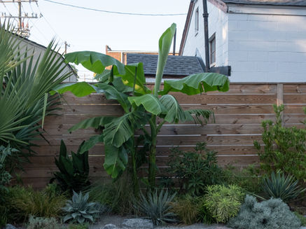 Meddo tropical landscape design | Barton Heights Richmond, VA