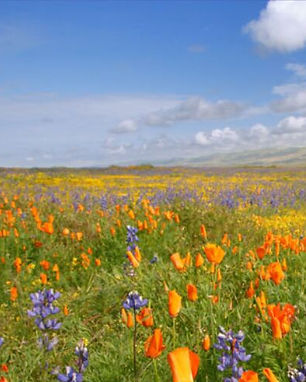 fleurs8.jpeg