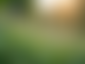 Phytothérapie : Solutions naturelles pour vos maux quotidiens