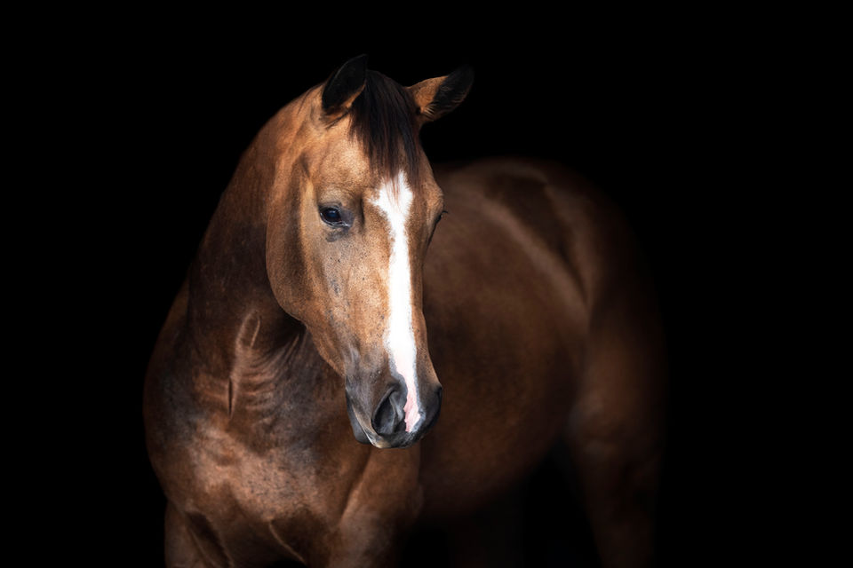 buckskin2.jpg