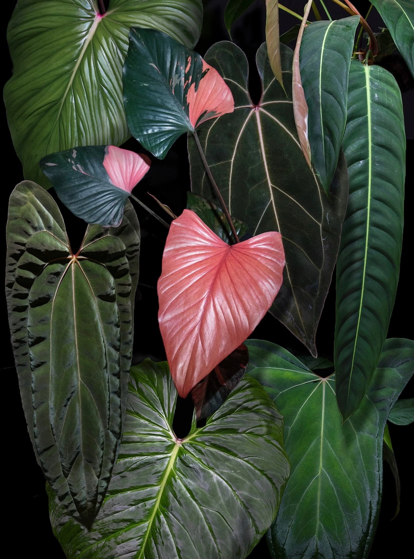 Philodendron