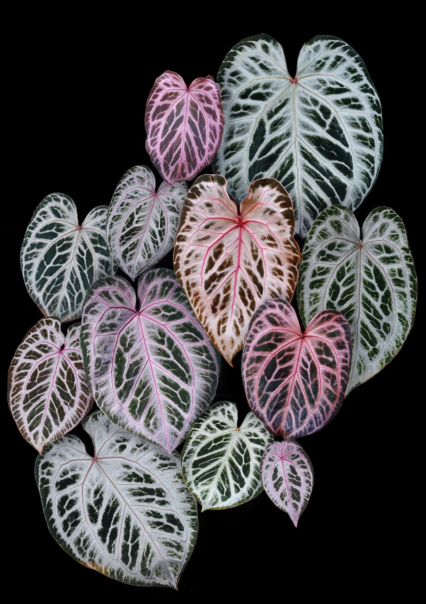 Anthurium