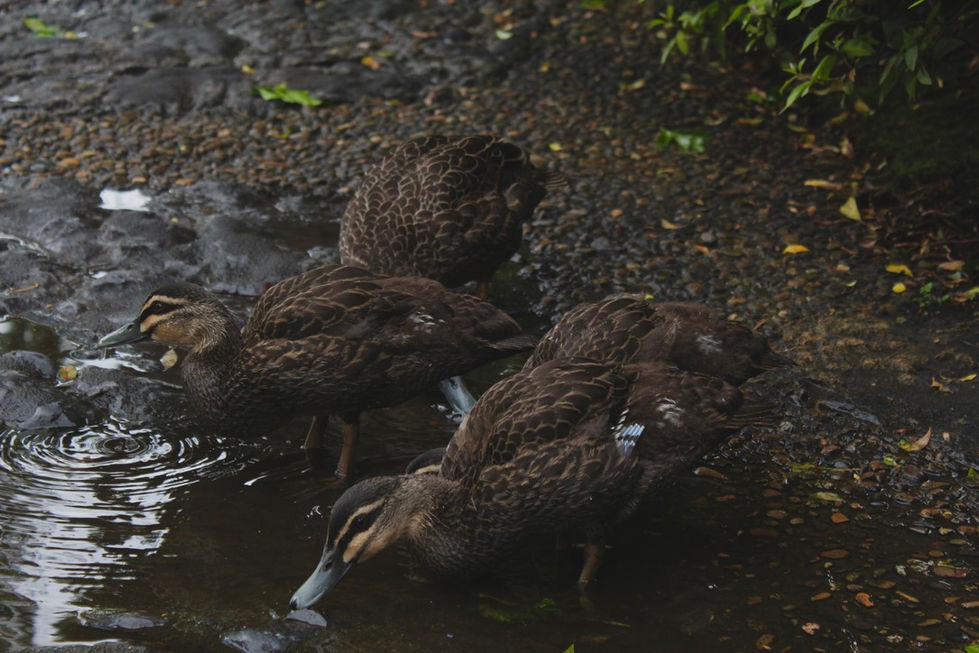 Ducks at the Chinese Garden of Friendship