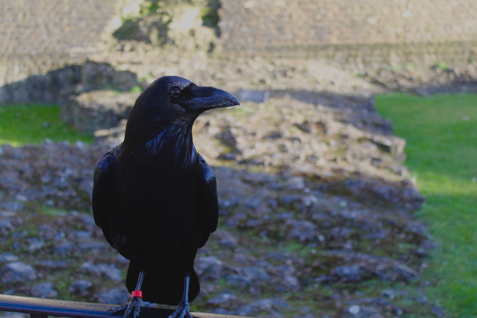 Raven at Tower of London