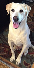 Energy Healing for Dogs and Cats