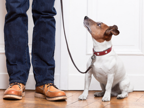 Anything Is Paw-sible for This Texas Franchisee