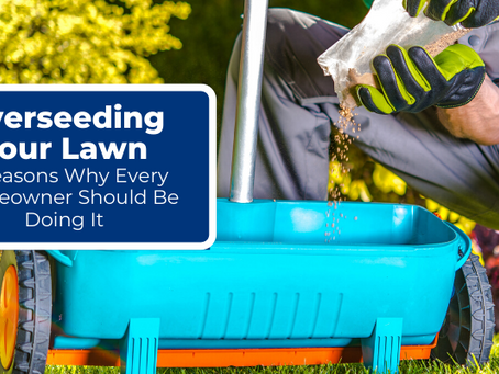 Overseeding Your Lawn: 3 Reasons Why Every Homeowner Should Be Doing It