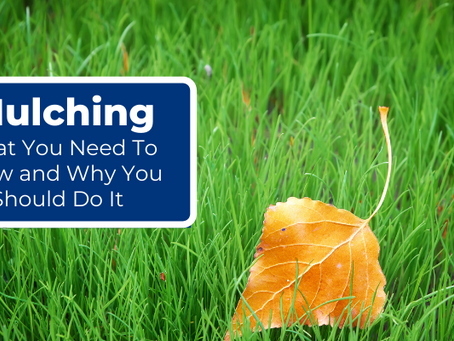 Mulching: What You Need To Know and Why You Should Do It