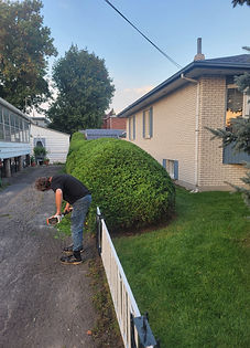 Taille de haie rue Meunier à Saint-Thérèse