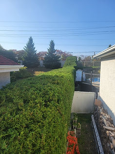 Taille de haie rue Dunant à Boisbriand