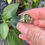 Thumbnail: Marija Designs Green Tourmaline Ring