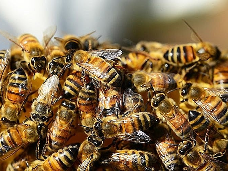 Entregador morre após ataque de abelhas em Goiânia