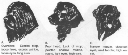 Newfoundland Head Faults