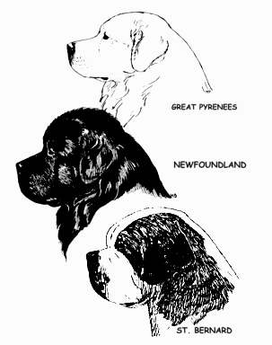 Breed Comparison