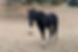 Chester_Push_Horse Rescue_img_3_adoption.jpeg