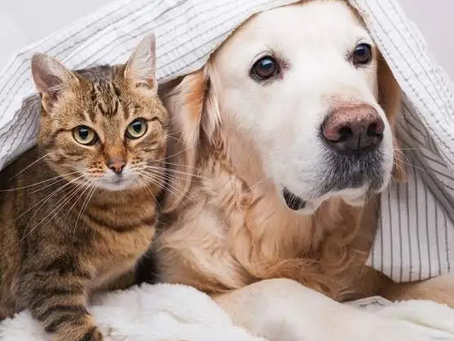 Welcome to Woodlands Veterinary Clinic: Your Reliable Partner for Pet Health