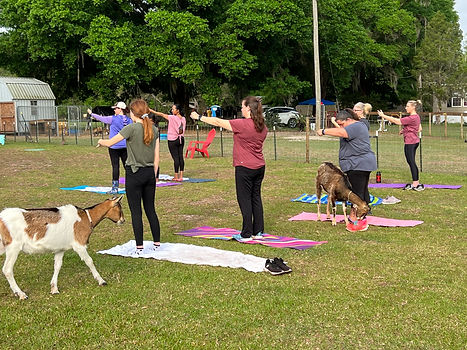 Yoga with goats