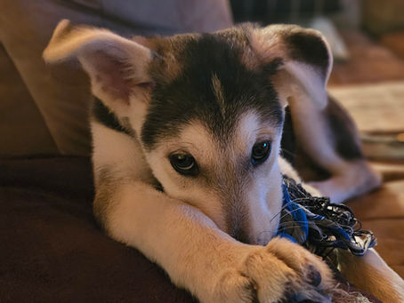 ZENFULdog of the Month: Timber