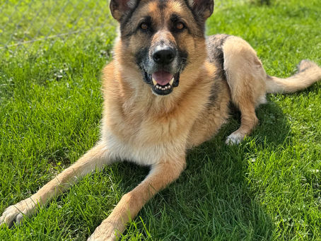 ZENFULdog of the Month: Nixon