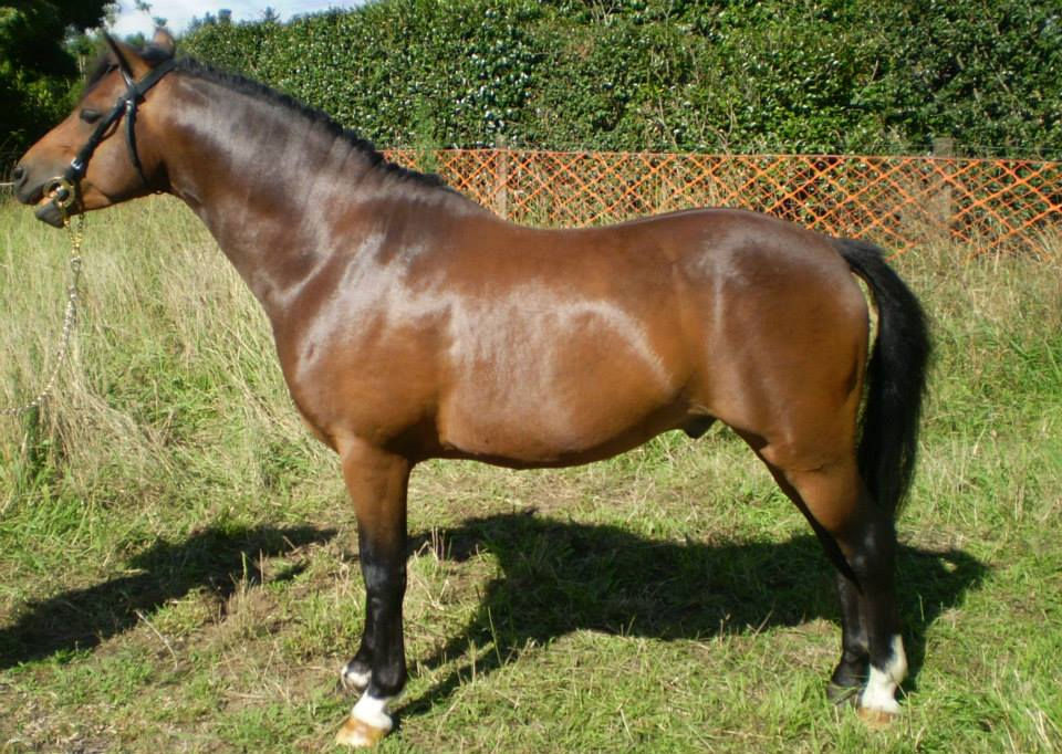 BENDIGO TALSTAR