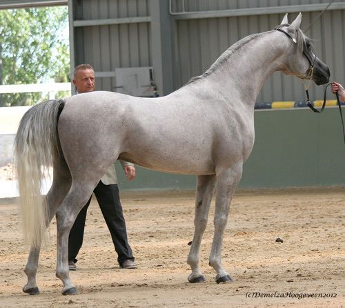 SHAHEEN AL SABA