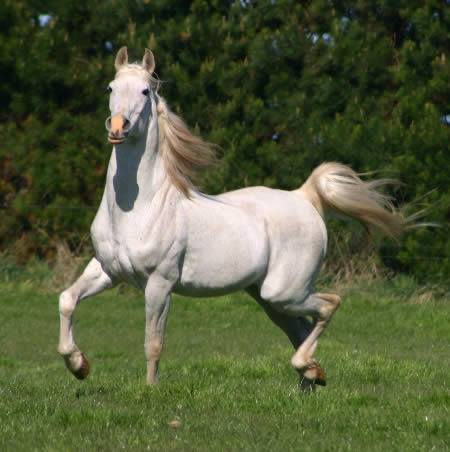 SILVER OMEN