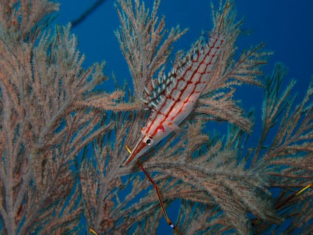 3連休フェリー増便です!!