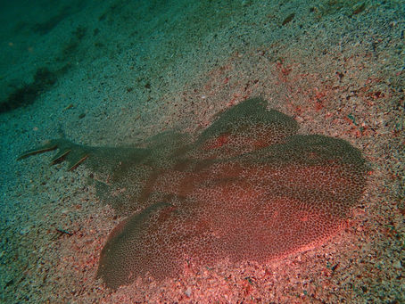 【5月16日】サメ大集合！